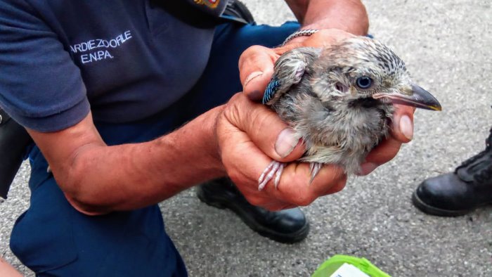 sorpreso a vendere fauna selvatica denunciato un uomo