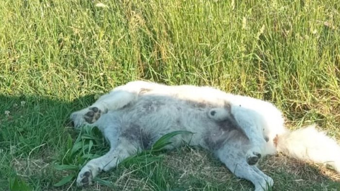 ariano continua purtroppo la strage di cani e gatti lungo le strade