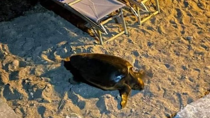 mamma caretta fa tappa sulla spiaggia di agnone cilento ma non nidifica