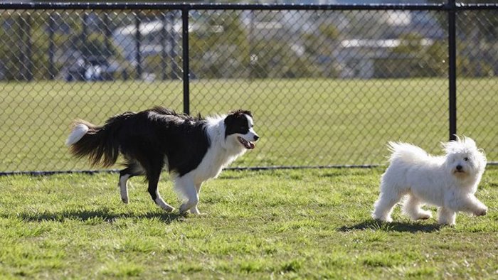 agropoli si dota di un area sgambamento per cani