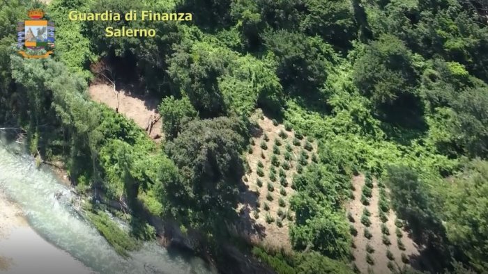 coltivazioni di marijuana nella piana del sele sequestrate 470 piante