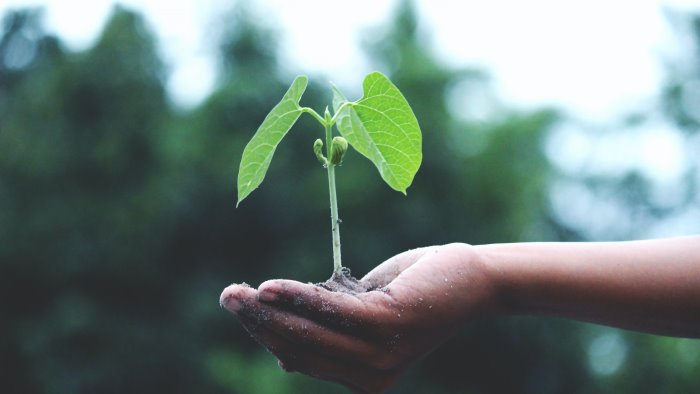 5 modi per rendere la tua casa green