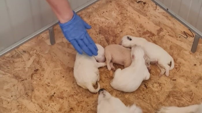 cuccioli maltrattati e abbandonati ora cercano casa