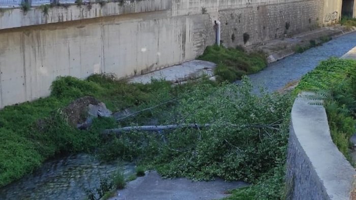 paura a salerno albero crolla lungo gli argini del fiume irno