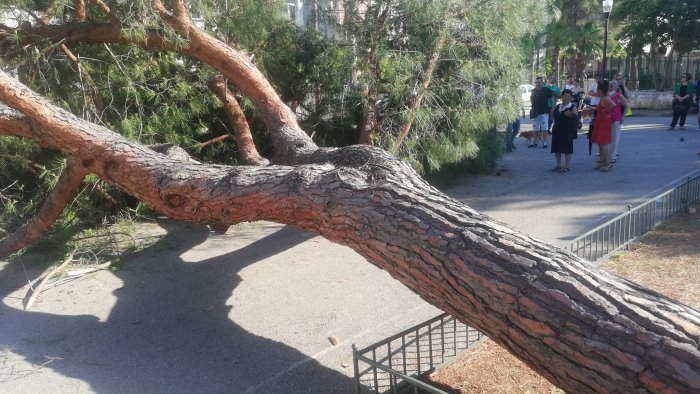 grosso albero cade davanti al seggio elettorale due feriti ad agropoli