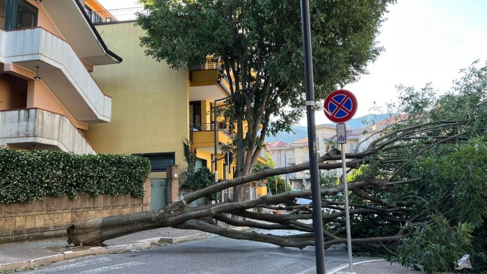 crollo di alberi a baronissi galdi riunire subito la commissione ambiente