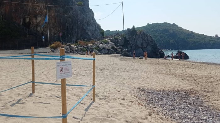 mamma tartaruga torna in cilento primo nido a camerota