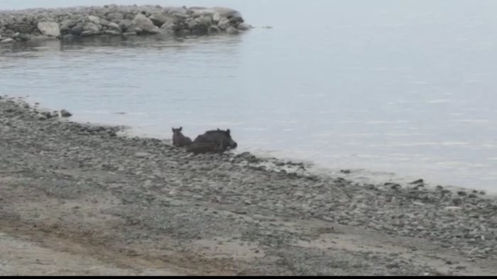 cilento bagno al tramonto per una famiglia di cinghiali