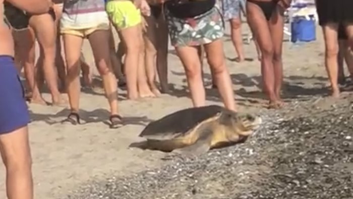 caretta caretta in spiaggia in pieno giorno tra i bagnanti per deporre le uova