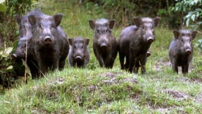 emergenza cinghiali troppi ma il parco puo intervenire in maniera marginale