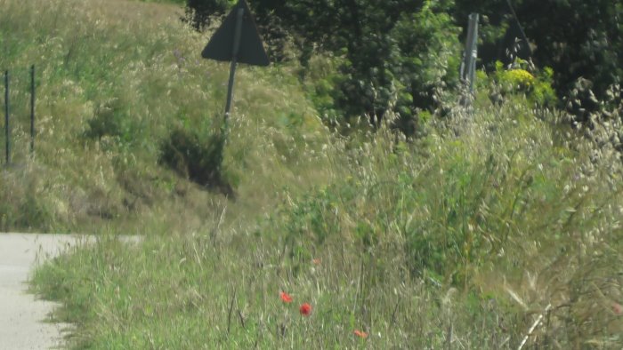 montecalvo strada ad altissimo rischio tra erbacce e arbusti verso la stazione