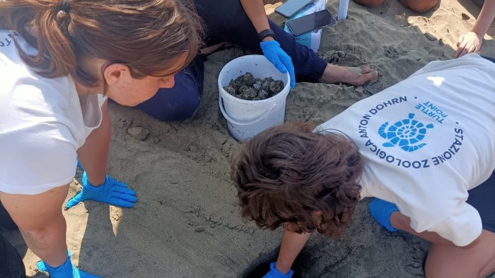 inizia anche la stagione delle tartarughe scoperti primi nidi sulle spiagge