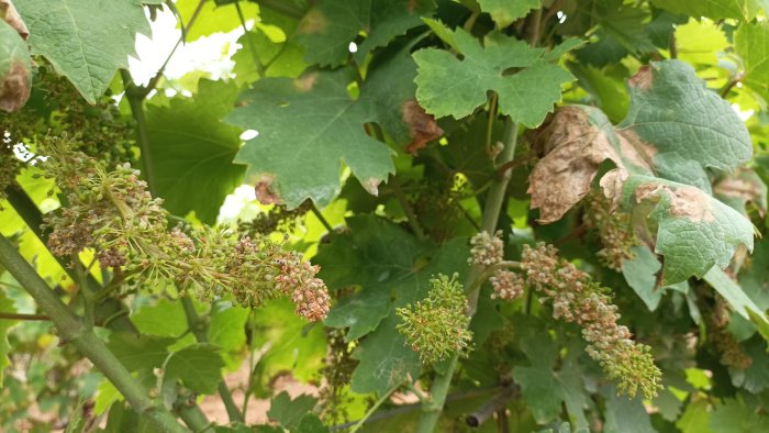 funghi patogeni per le forti piogge allarme vigneti in campania