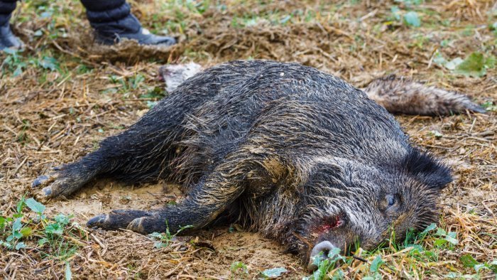 peste suina nel vallo di diano ok della camera agli interventi urgenti