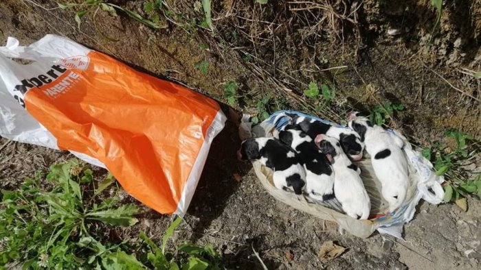 cesinali 5 cuccioli chiusi in una busta e gettati via salvati da un cittadino