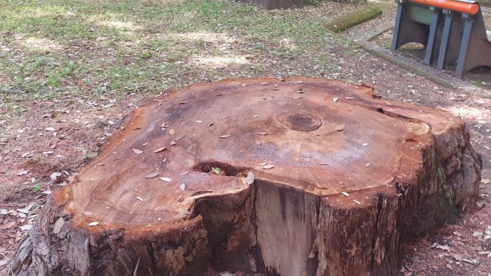 sequoia monumentale abbattuta ad avellino l ira degli ambientalisti