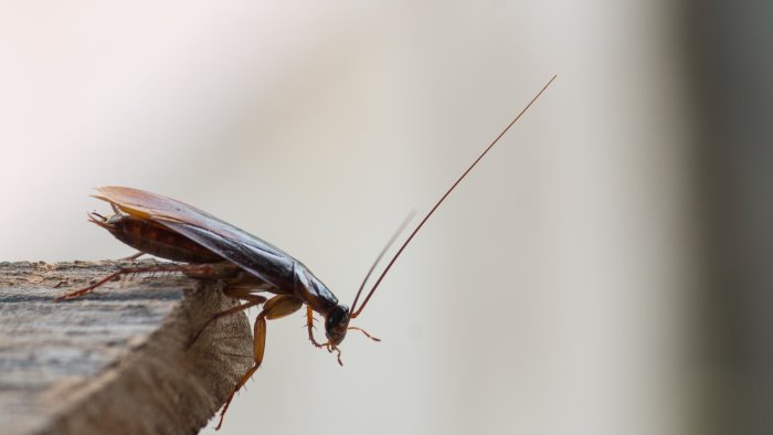 invasione di blatte a salerno 100mila euro per contrastare l infestazione