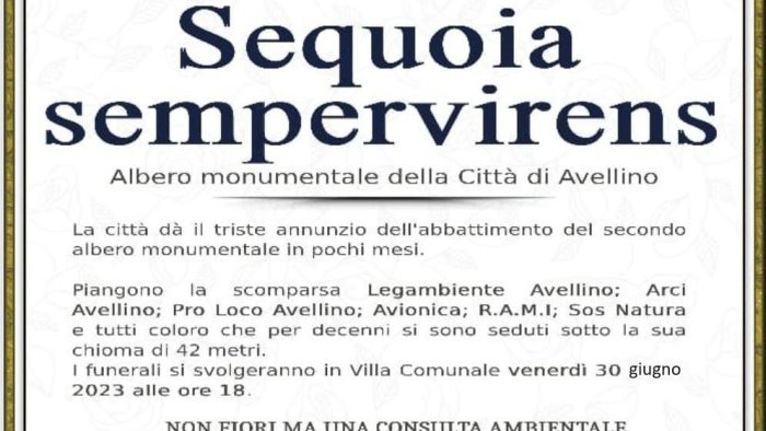 avellino un flash mob contro l abbattimento della sequoia monumentale in villa