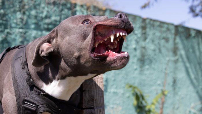 dodicenne azzannata da un pitbull a san gregorio magno