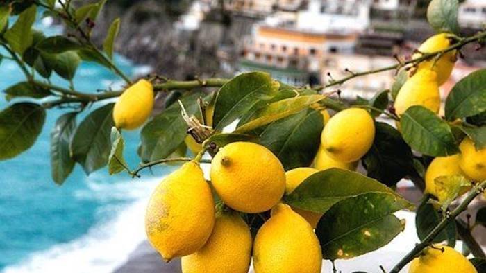 emergenza malsecco per i limoni della costiera amalfitana