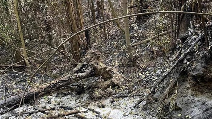 camaldoli la collina si spoglia del verde e si cosparge il capo di cenere