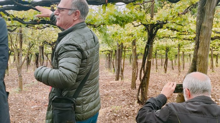 solopaca viticoltura di terroir e uve rare al ministero dell agricoltura