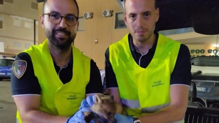 agenti della polizia municipale di benevento salvano un cucciolo di volpe