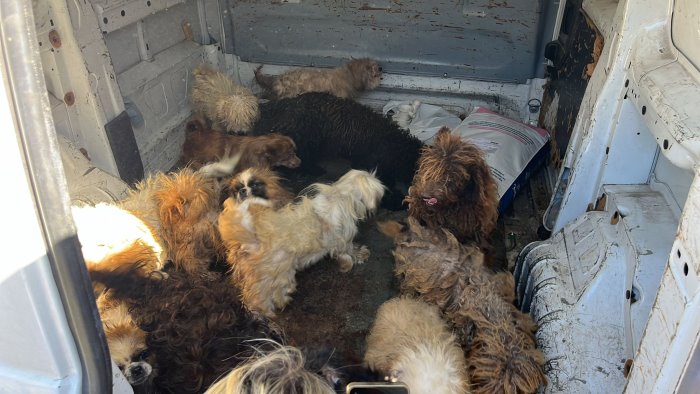 canile abusivo e animali in condizioni precarie scatta il sequestro