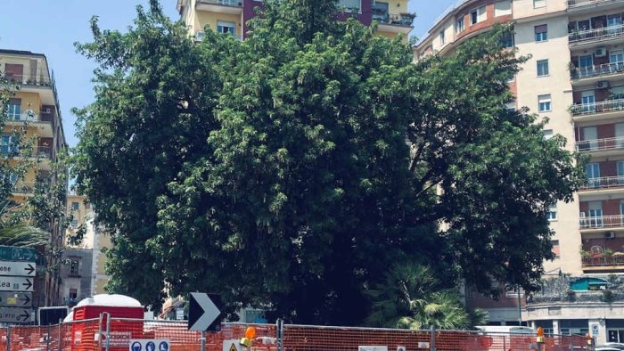 napoli piazza degli artisti da albero monumentale a cantiere storico