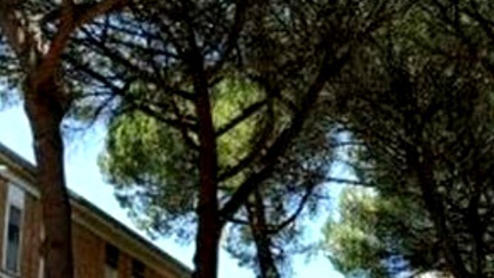 abbraccia il tuo albero domenica la consegna dei certificati