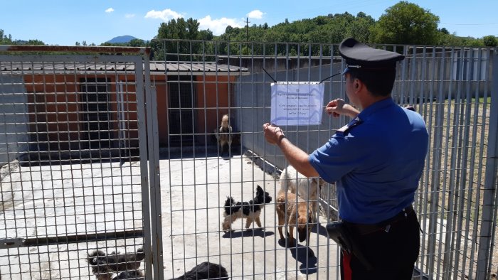 incatenati malati sofferenti 12 cani in condizioni assurde