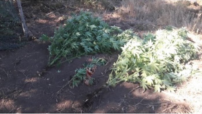 cava sequestrate piante di marijuana in localita vessa