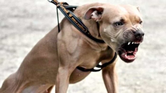 azzannati da pit bull anziano in ospedale ferita la figlia