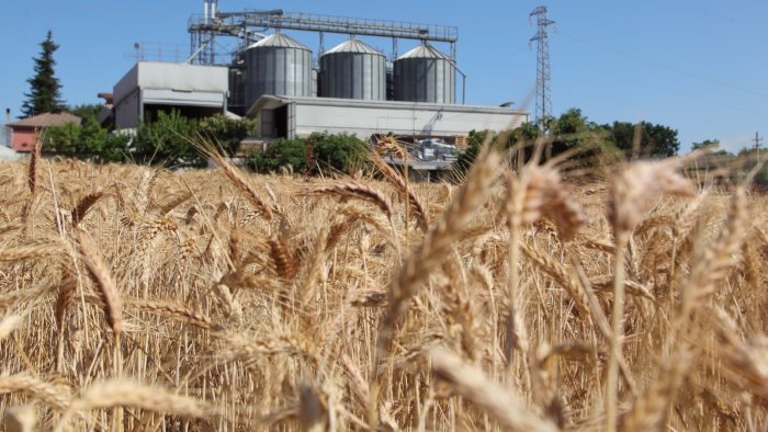 ecco il vero oro d irpinia nasce la filiera per la farina 100