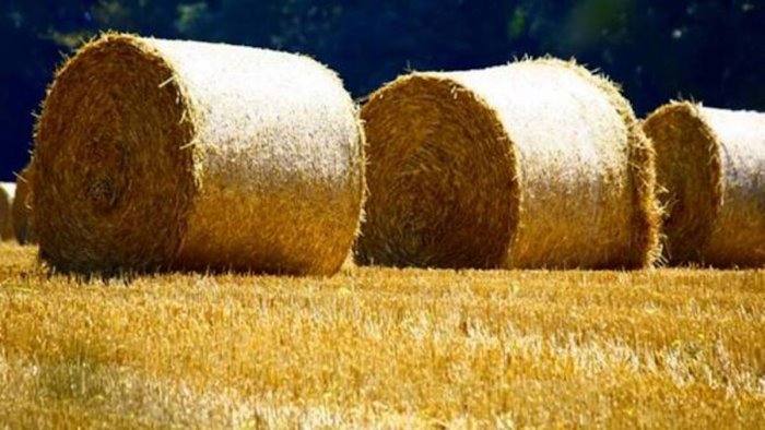 tragedia in irpinia giovane di capaccio muore schiacciato da balle di fieno