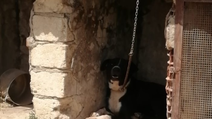 cane con catena strettissima sotto un sole bollente denunciate due persone