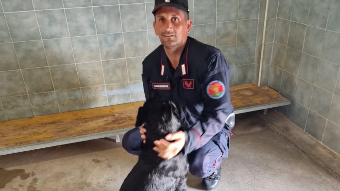 nocera inferiore rottweiler abbandonato salvato dai carabinieri forestale