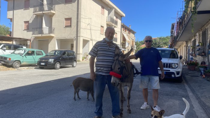 cilento la storia dell asinello e il cinghiale star del territorio