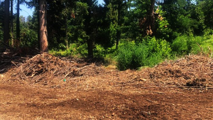 atripalda stop ai tagli di alberi a parco san gregorio