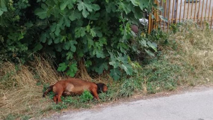 sassano trovata carcassa di un cane morto da giorni