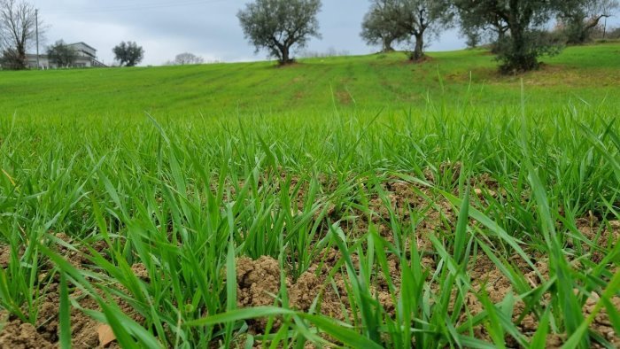 biodiversita e agricoltura sostenibile il focus nel sannio