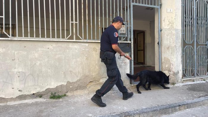 il cane attila fa scoprire la droga blitz dei carabinieri a castellammare