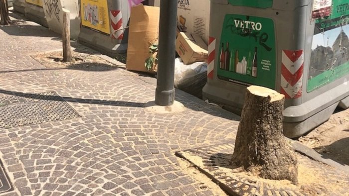 napoli municipalita collinare rimossi gli alberi morti e le ceeppaie