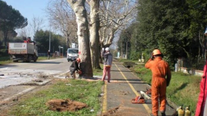 avellino riparte l abbattimento degli alberi malati citta senza ombra