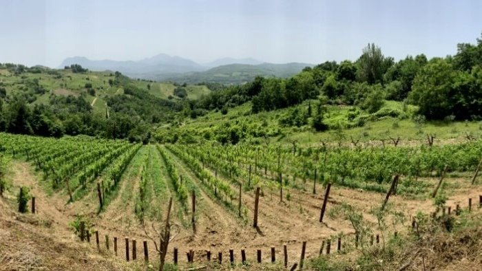 avellino codacons premia giovane imprenditrice agricola irpina