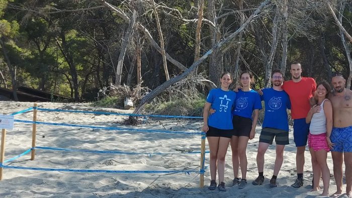 mamma tartaruga torna in cilento quarto nido a camerota