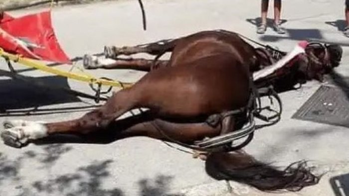 cavallo morto alla reggia di caserta al via il processo