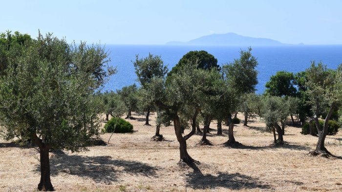 oggi a capri l isola terra degli ulivi e d infinite storie di giuseppe aprea