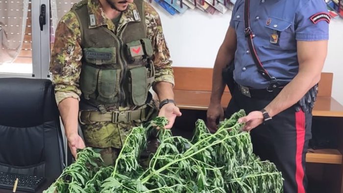 piantagione di cannabis sui monti lattari arrestato 47enne nocerino