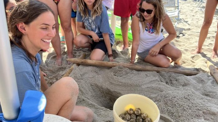 mamma tartaruga torna a marina di camerota nuovo nido alla calanca